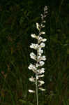 Spiked wild indigo